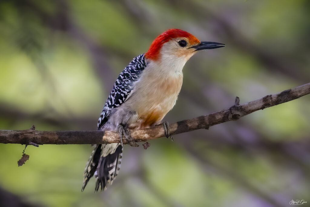 Landscape, wildlife and pet photography by Jeffrey R. Greco