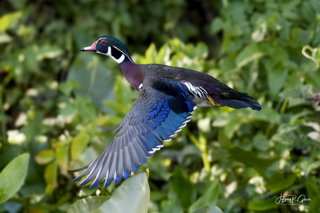 Landscape, wildlife and pet photography by Jeffrey R. Greco