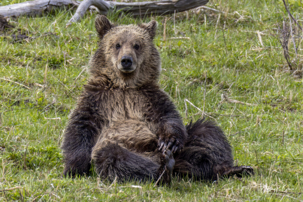 Landscape, wildlife and pet photography by Jeffrey R. Greco