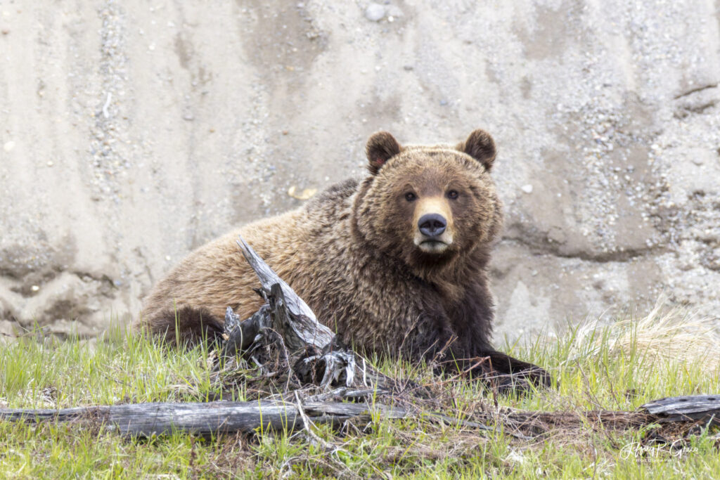 Landscape, wildlife and pet photography by Jeffrey R. Greco