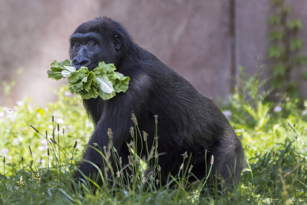 Landscape, wildlife and pet photography by Jeffrey R. Greco