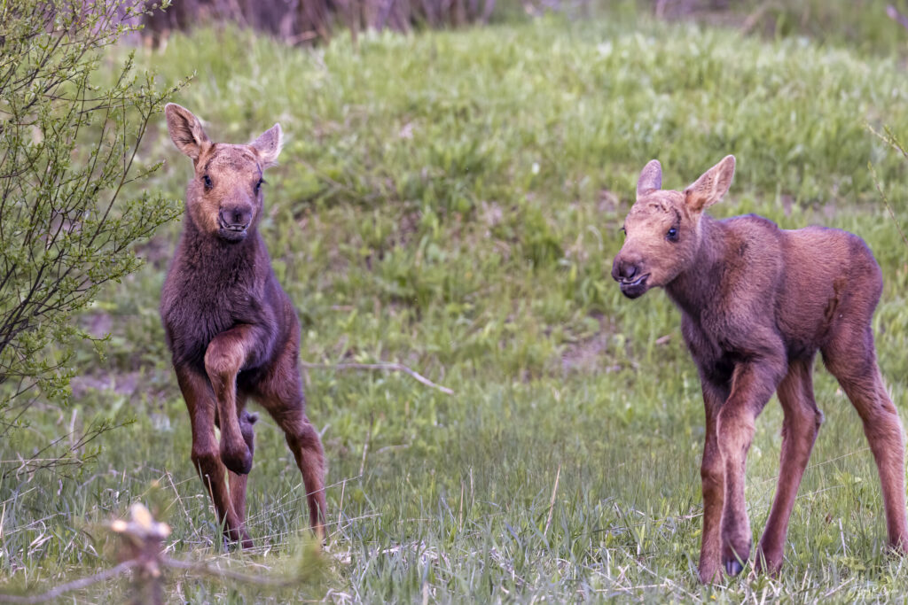 Landscape, wildlife and pet photography by Jeffrey R. Greco