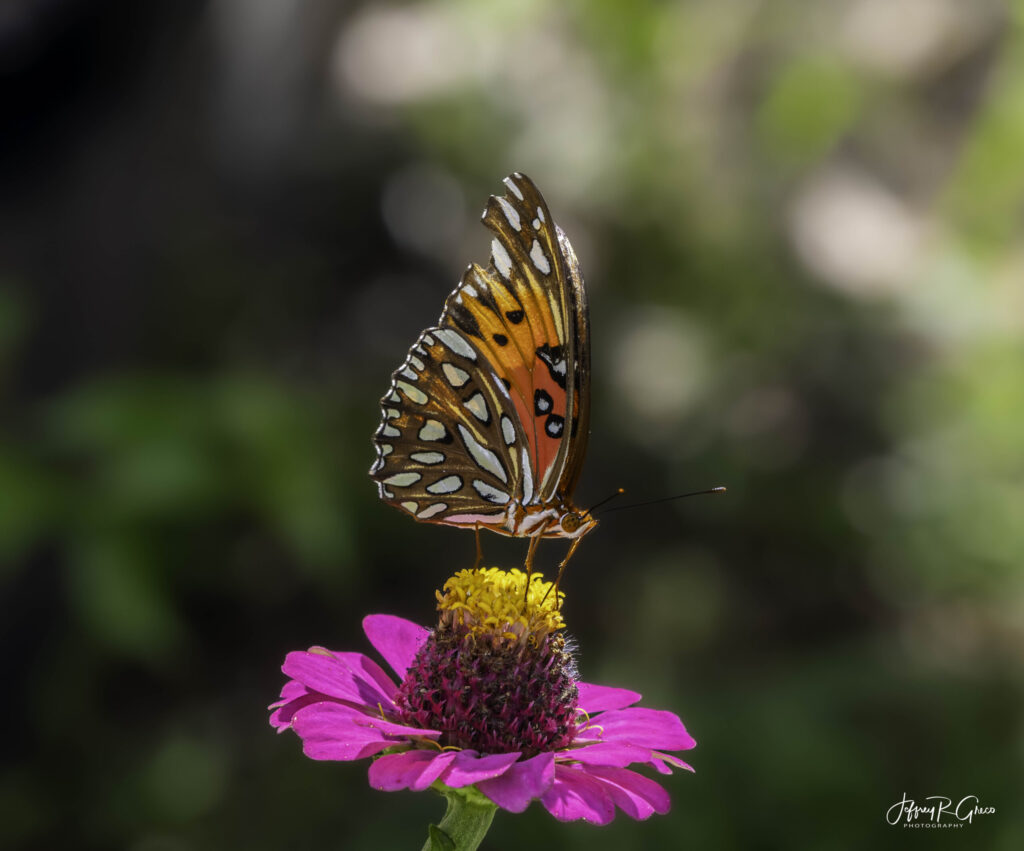 Landscape, wildlife and pet photography by Jeffrey R. Greco
