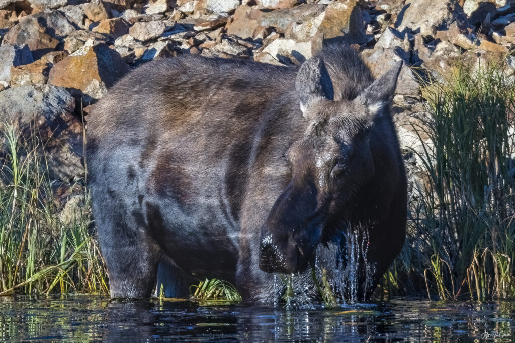 Landscape, wildlife and pet photography by Jeffrey R. Greco