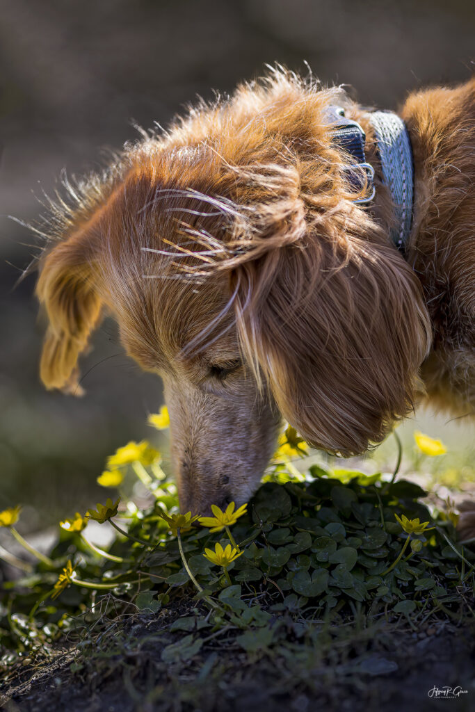 Landscape, wildlife and pet photography by Jeffrey R. Greco