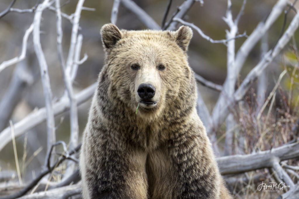 Landscape, wildlife and pet photography by Jeffrey R. Greco