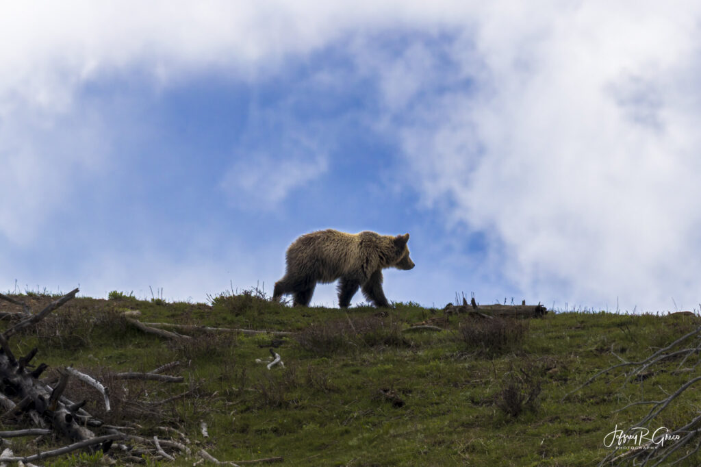 Landscape, wildlife and pet photography by Jeffrey R. Greco