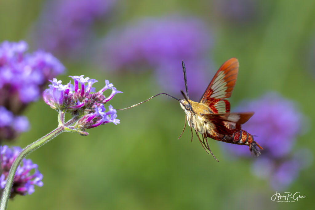 Landscape, wildlife and pet photography by Jeffrey R. Greco