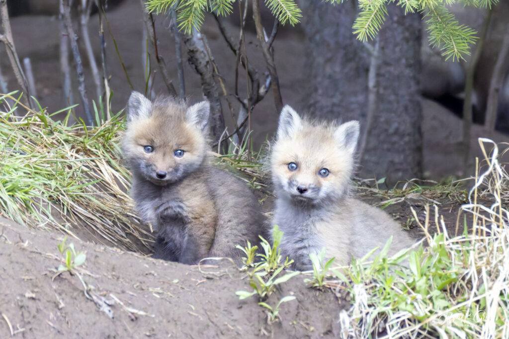 Landscape, wildlife and pet photography by Jeffrey R. Greco