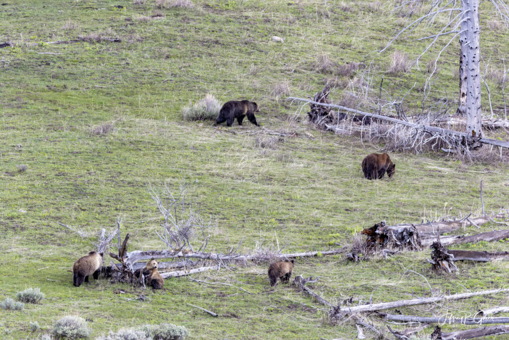 Landscape, wildlife and pet photography by Jeffrey R. Greco