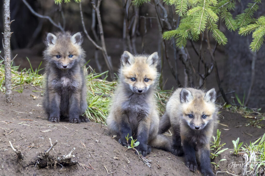 Landscape, wildlife and pet photography by Jeffrey R. Greco