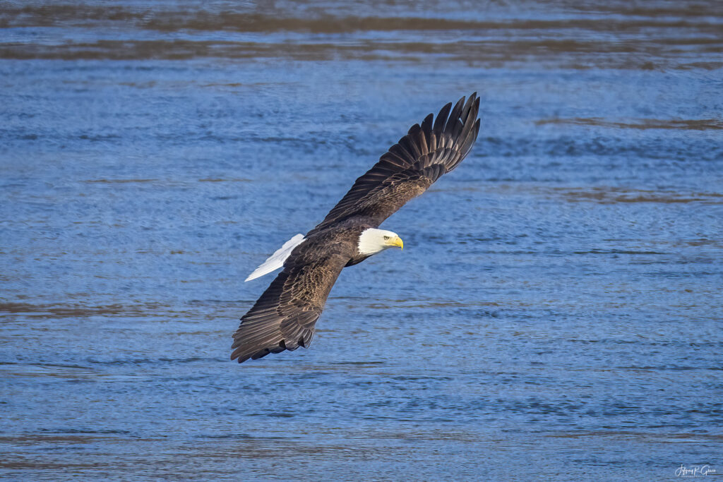 Landscape, wildlife and pet photography by Jeffrey R. Greco