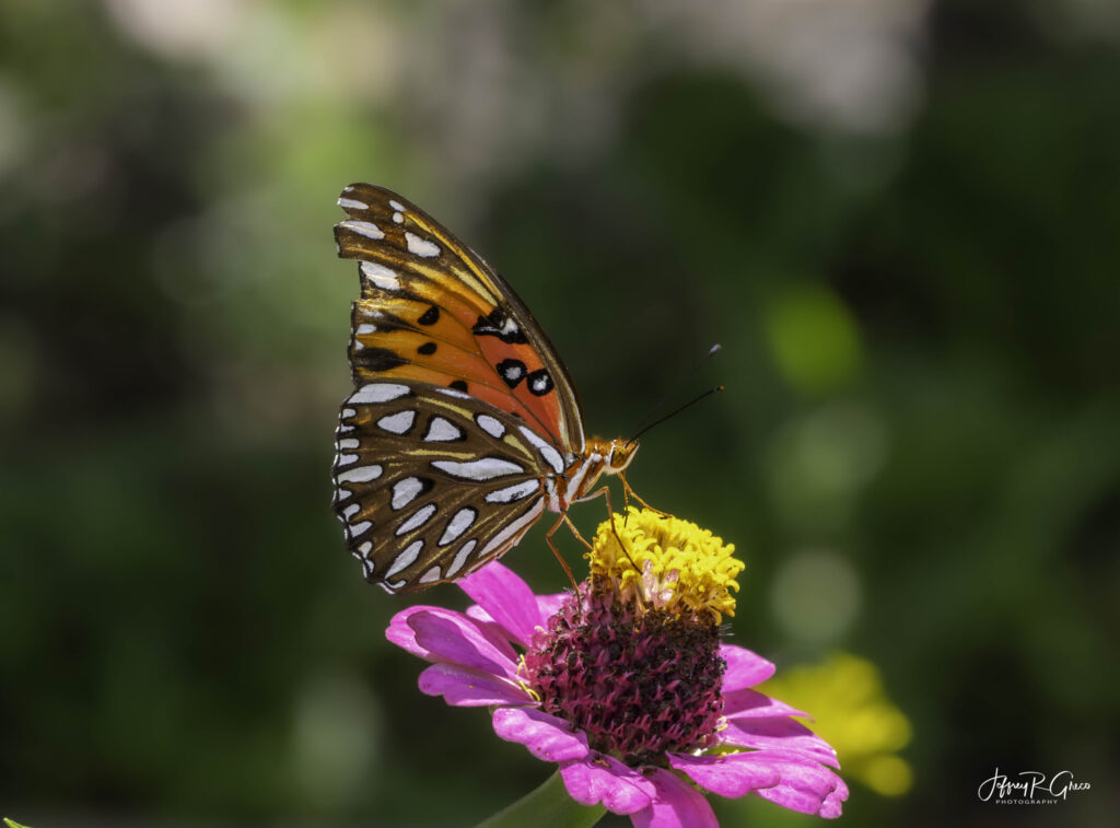 Landscape, wildlife and pet photography by Jeffrey R. Greco