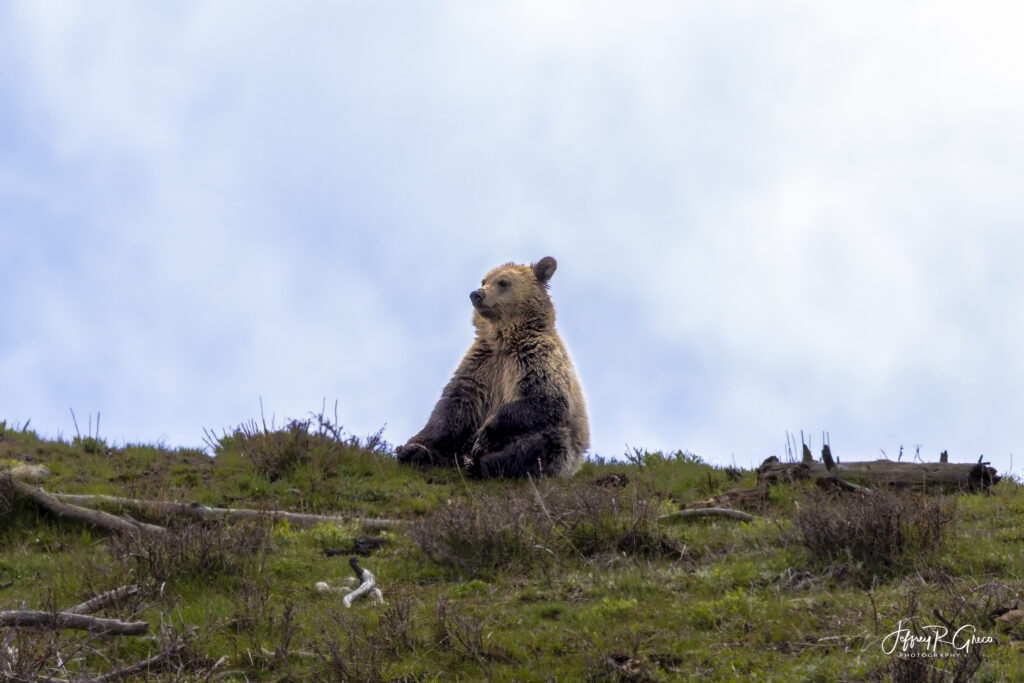 Landscape, wildlife and pet photography by Jeffrey R. Greco