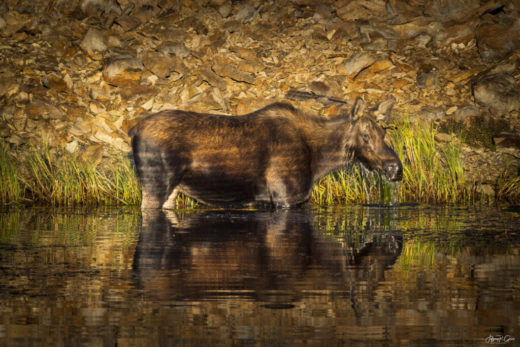 Landscape, wildlife and pet photography by Jeffrey R. Greco