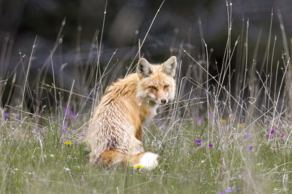 Landscape, wildlife and pet photography by Jeffrey R. Greco