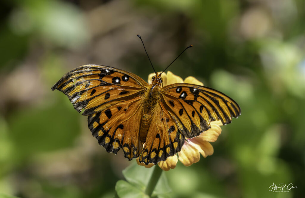 Landscape, wildlife and pet photography by Jeffrey R. Greco