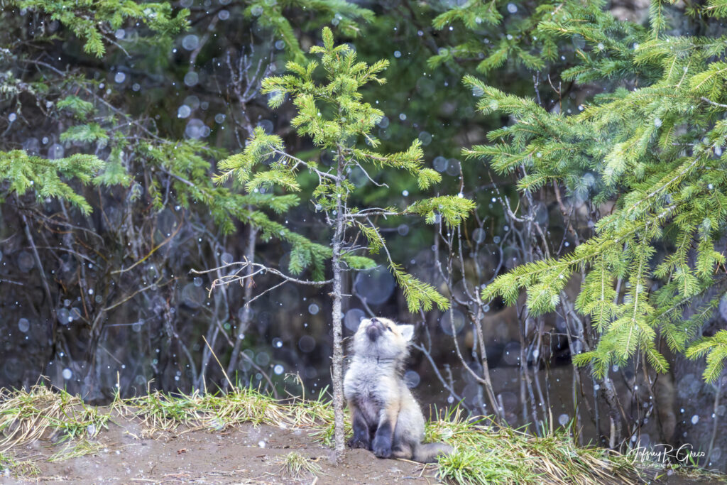 Landscape, wildlife and pet photography by Jeffrey R. Greco