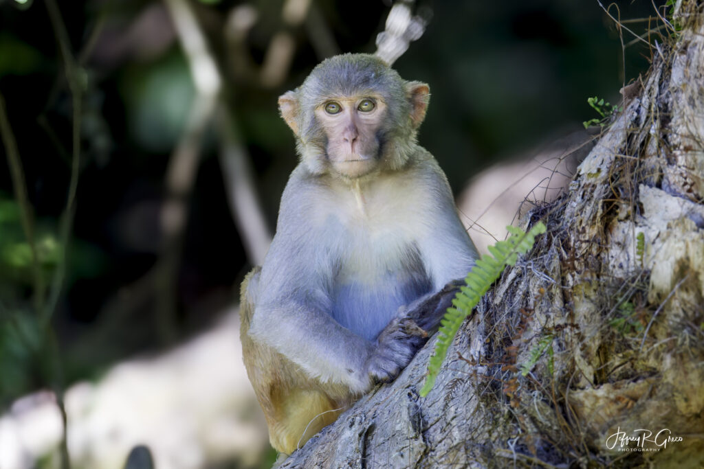Landscape, wildlife and pet photography by Jeffrey R. Greco