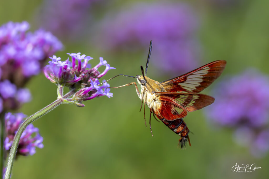Landscape, wildlife and pet photography by Jeffrey R. Greco