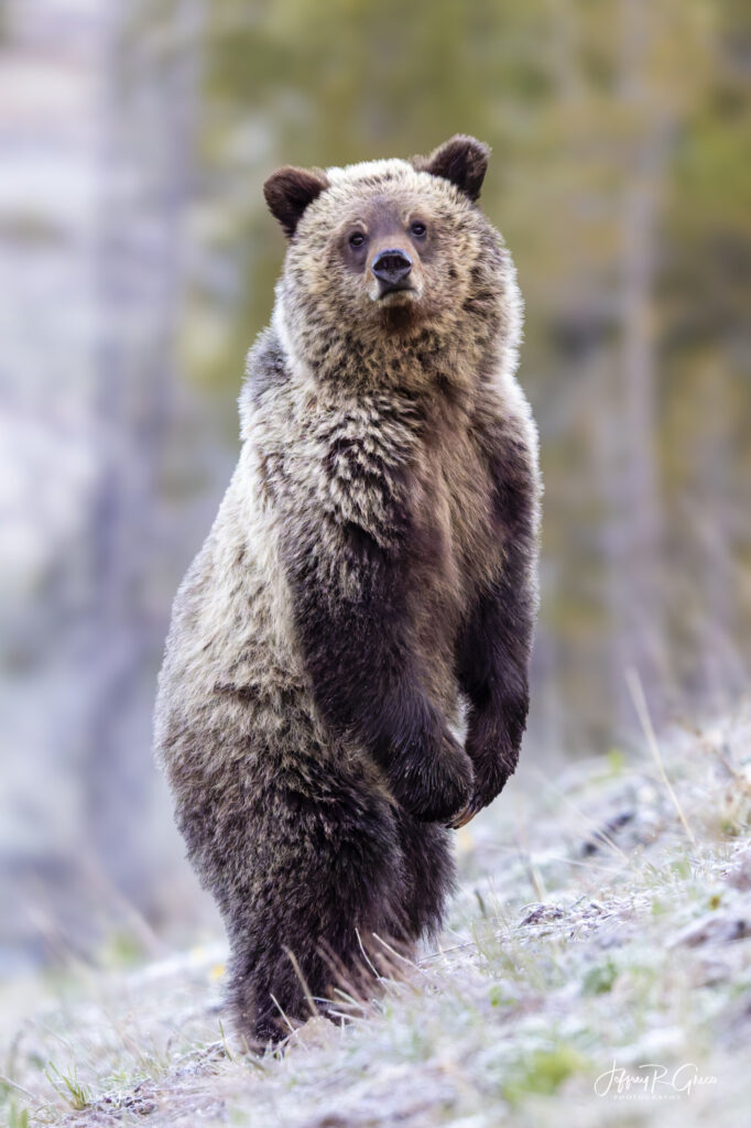 Landscape, wildlife and pet photography by Jeffrey R. Greco