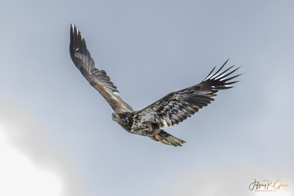 Landscape, wildlife and pet photography by Jeffrey R. Greco
