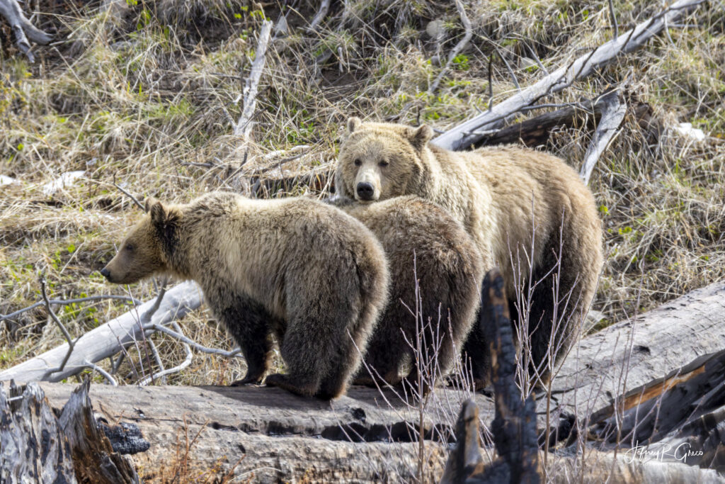 Landscape, wildlife and pet photography by Jeffrey R. Greco