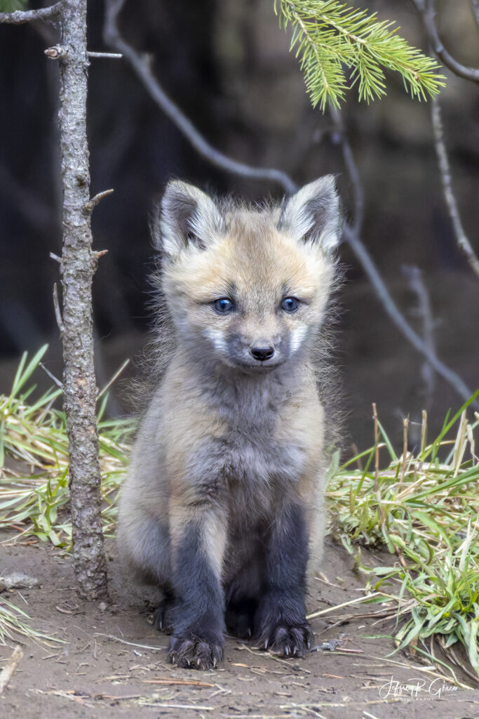 Landscape, wildlife and pet photography by Jeffrey R. Greco