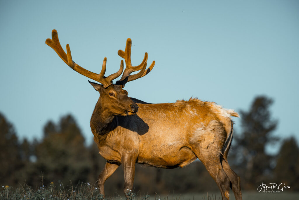Landscape, wildlife and pet photography by Jeffrey R. Greco