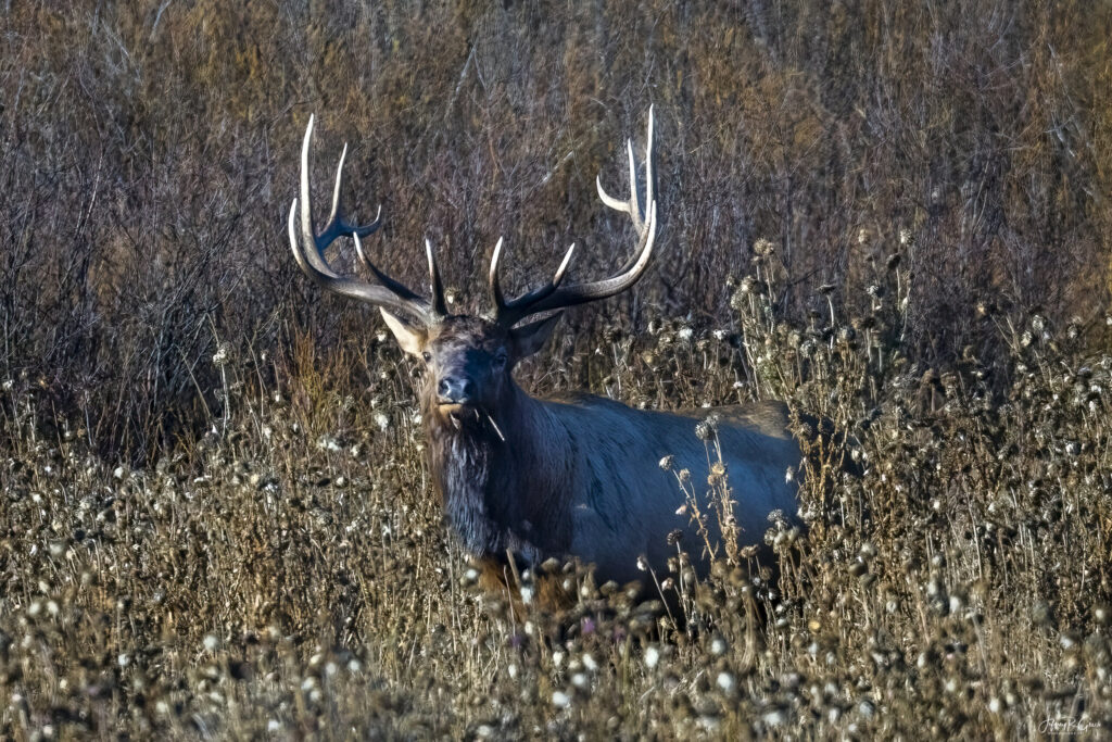Landscape, wildlife and pet photography by Jeffrey R. Greco