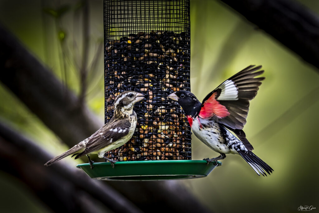 Landscape, wildlife and pet photography by Jeffrey R. Greco