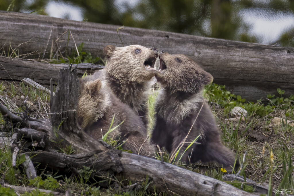 Landscape, wildlife and pet photography by Jeffrey R. Greco