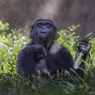 Philadelphia Gorilla — Lunch Break