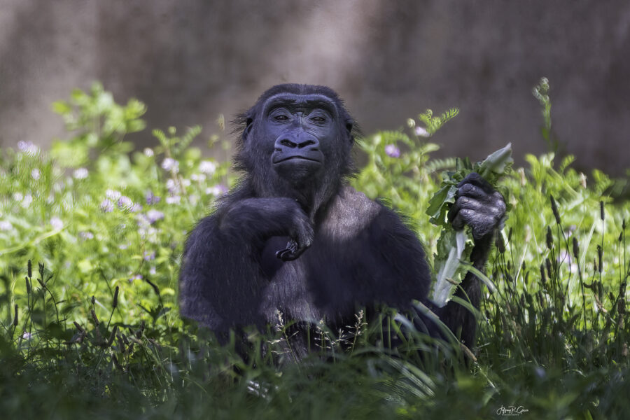 Philadelphia Gorilla — Lunch Break