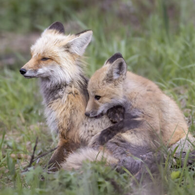 Yellowstone Red Fox — Mama’s Little Shadow
