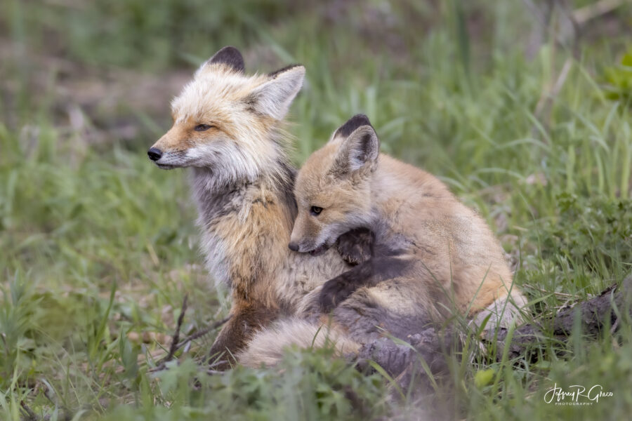 Yellowstone Red Fox — Mama’s Little Shadow