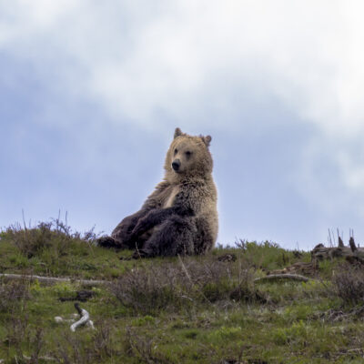 Yellowstone Bears — Mama’s Watching