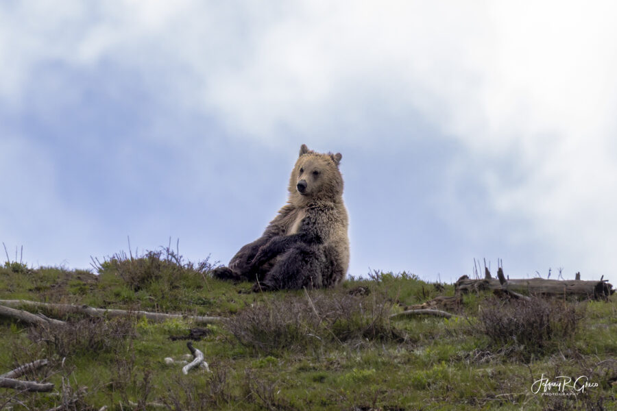 Yellowstone Bears — Mama’s Watching