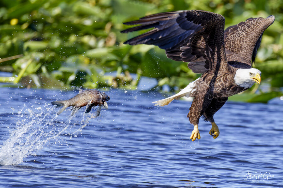Missed by a Feather - Eagle fish Maryland
