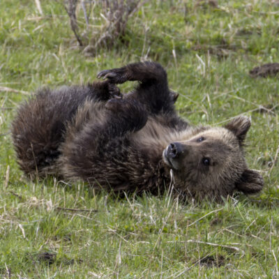 Yellowstone Bear — Morning Stretch