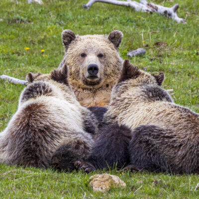 Yellowstone Bear Family — Nurtured in the Wild