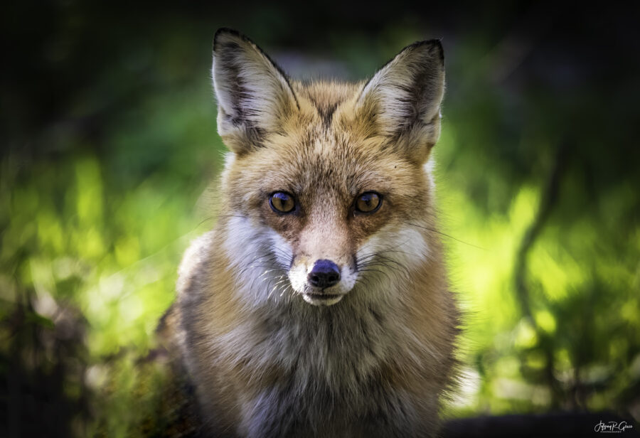 Pennsylvania Malvern Pa — Red Fox Stare Wildlife Photography