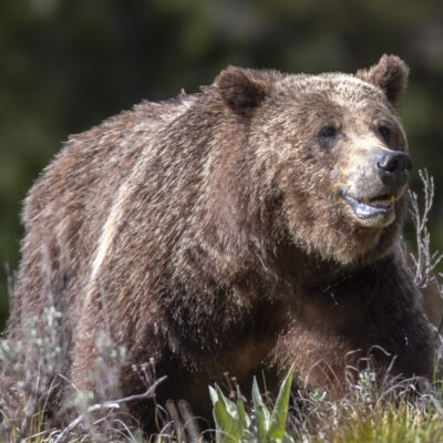 399 — Roaming the Tetons