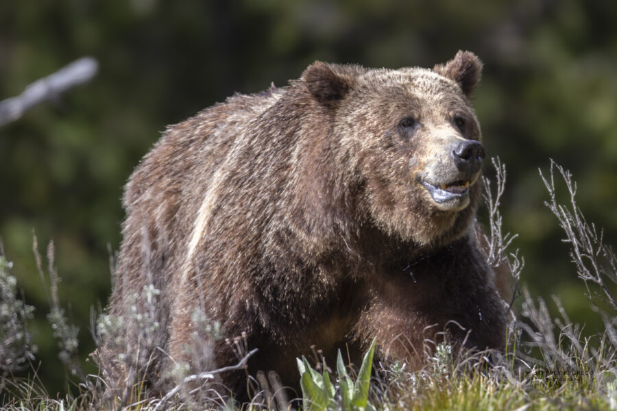 399 — Roaming the Tetons
