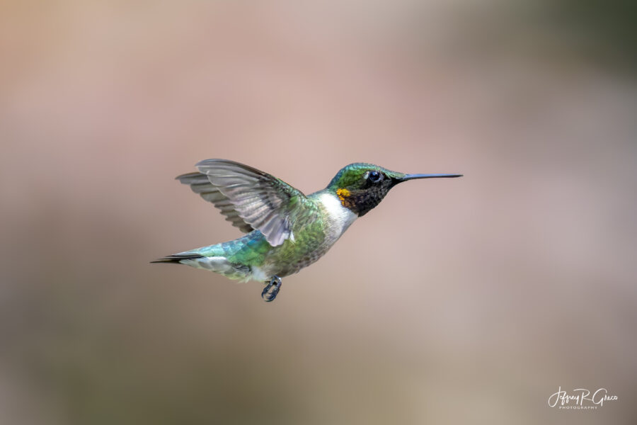 Hummingbird in Flight, Malvern PA — Still in Time