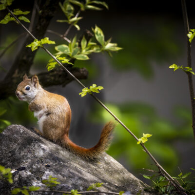 Red Squirrel, Malvern PA — Strike a Pose