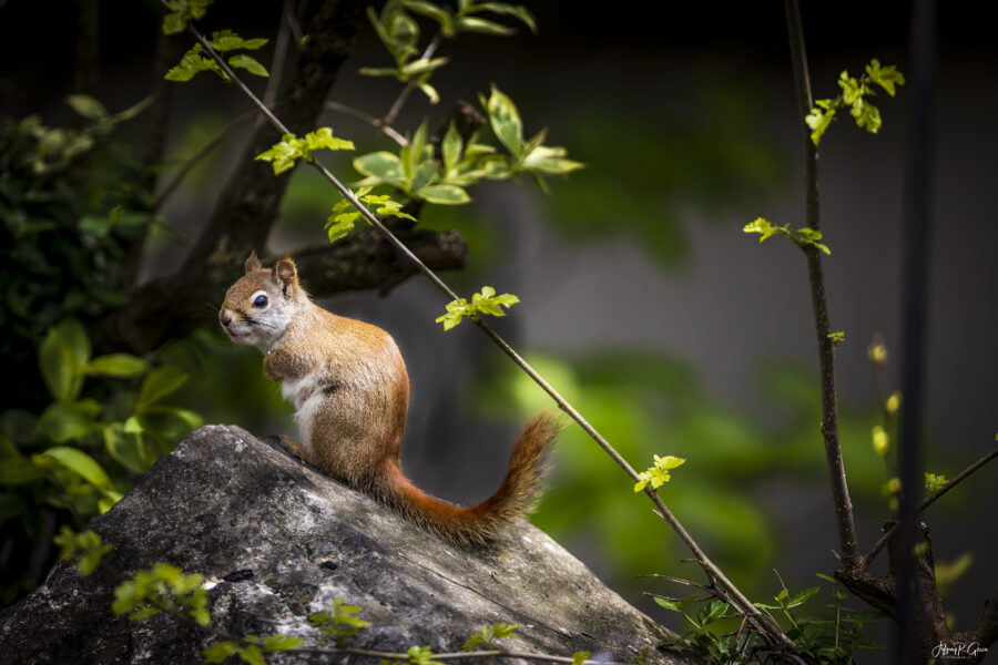 Red Squirrel, Malvern PA — Strike a Pose