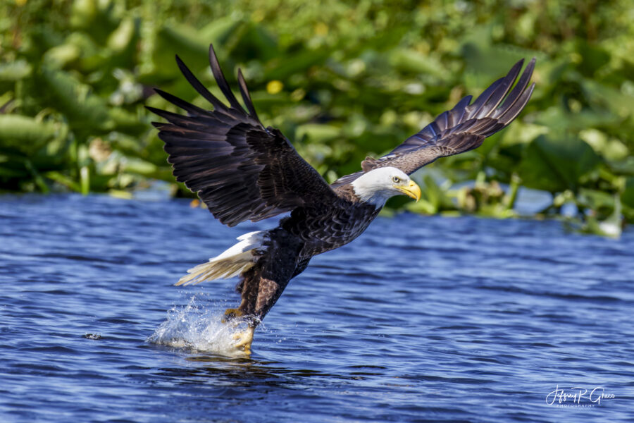 The Conowingo Catch Eagle in Maryland