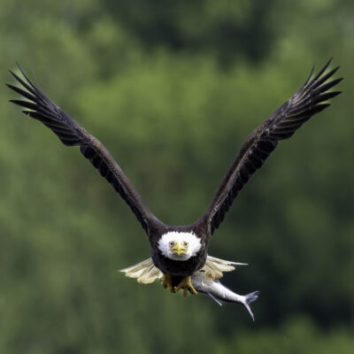 The Eagle’s Gaze, Eagle Maryland