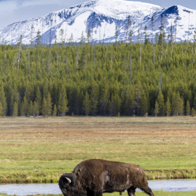 American Bison Yellowstone — The Lone Roamer